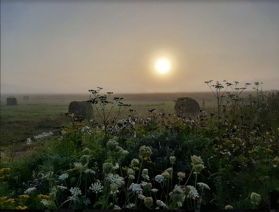 Окские луга. Фото Оксаны Владимировны, инста @tarusarussa