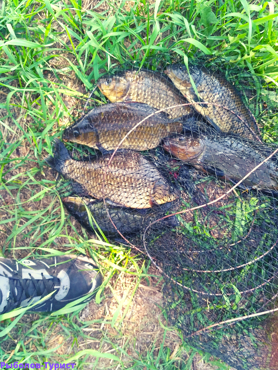 Картошка не подвела