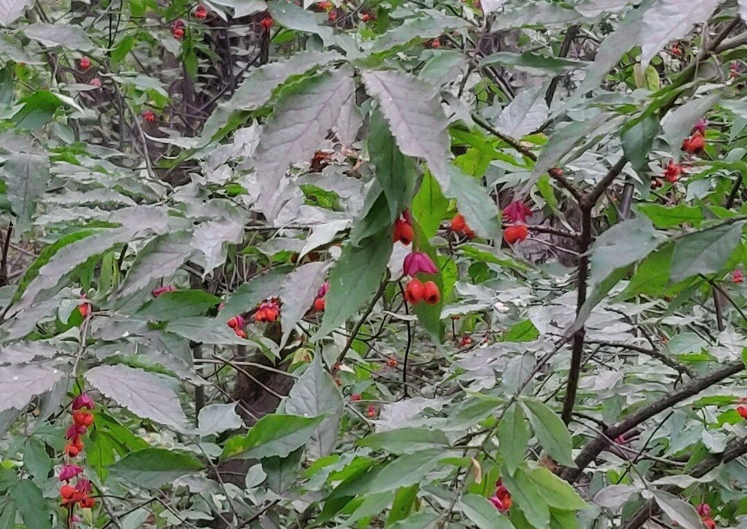 Бересклет смотрит на вас. Фото автора.