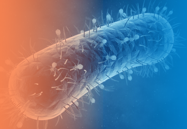 https://micromir.bio/blog/bakteriofagi-i-antibiotiki