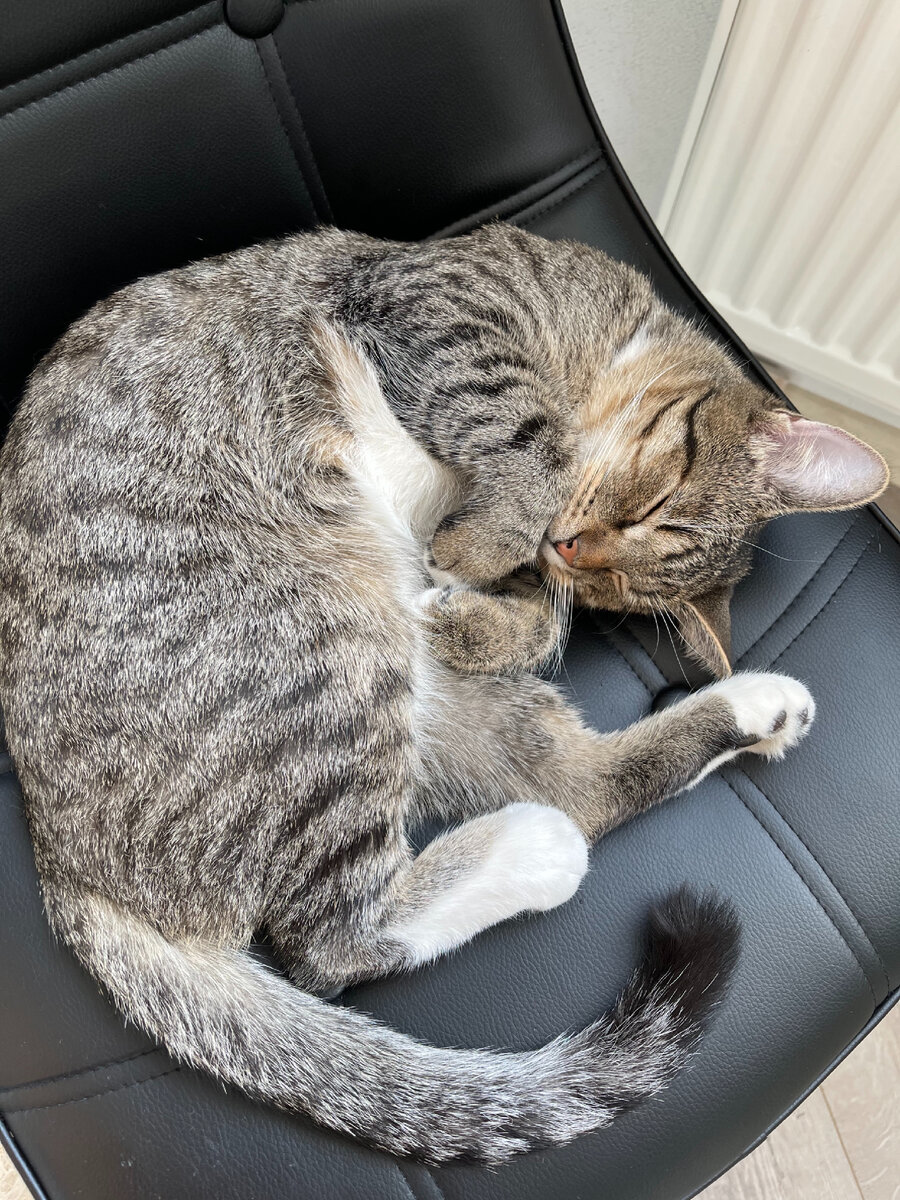 Котик Оскар