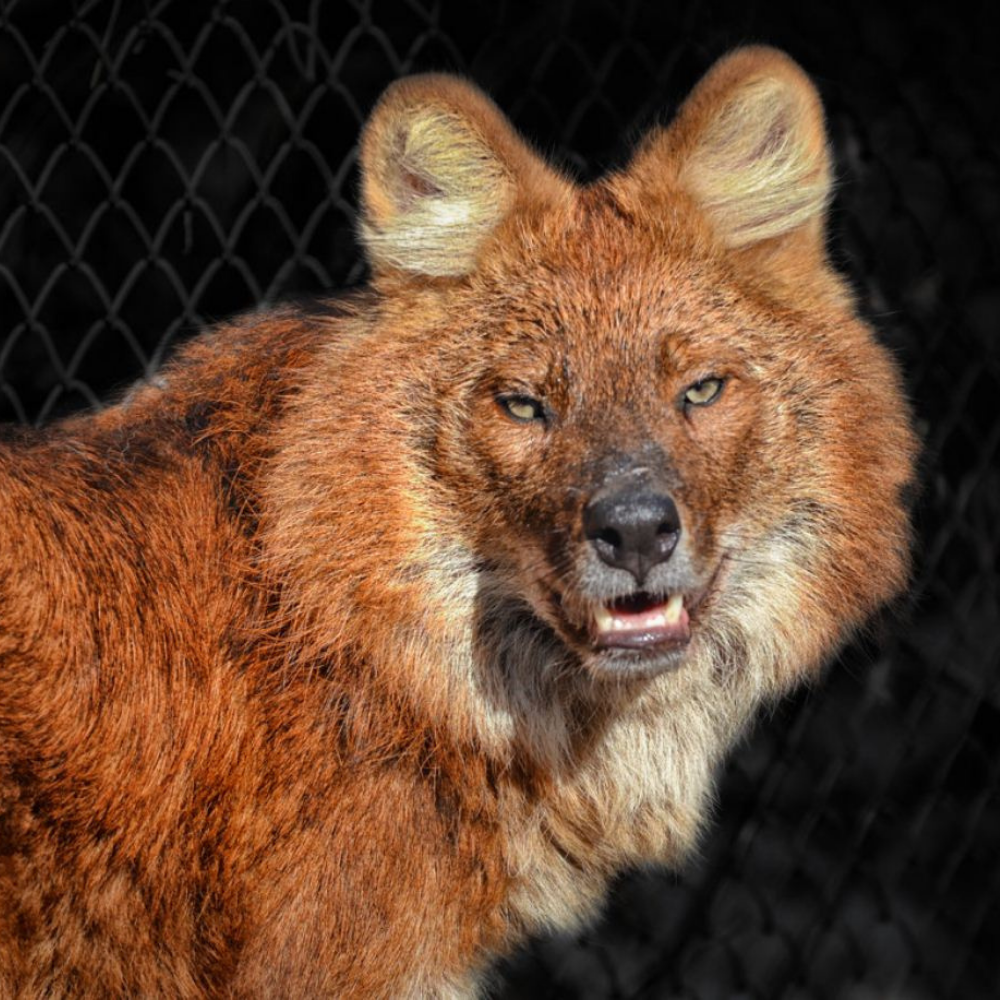 Не похоже, чтобы ему нравилось взаперти