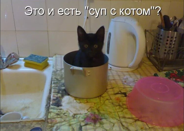 Приколы с котиками картинки с надписями