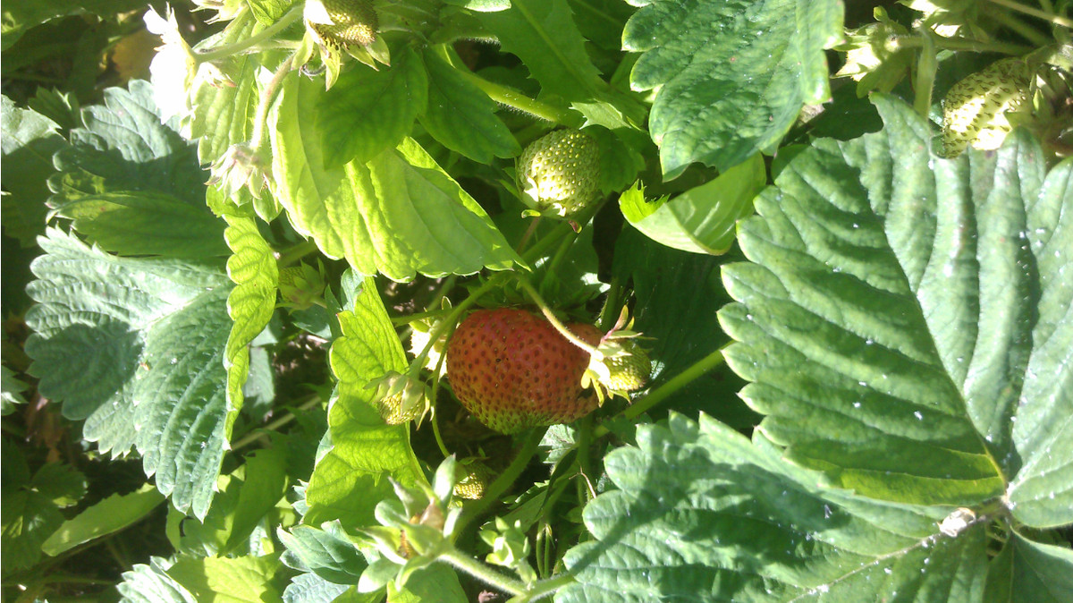 Созревает клубника