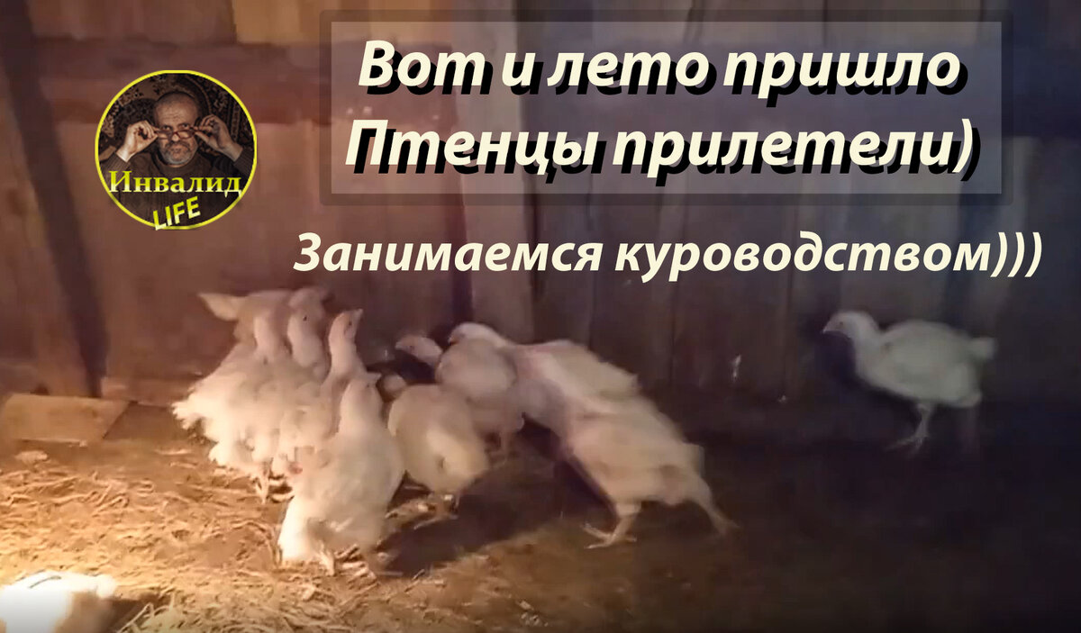 Куры прилетели...