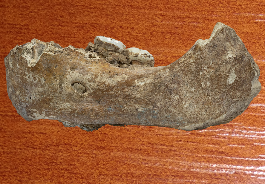 Челюсть, сохранившаяся в тибетской пещере Байшия.