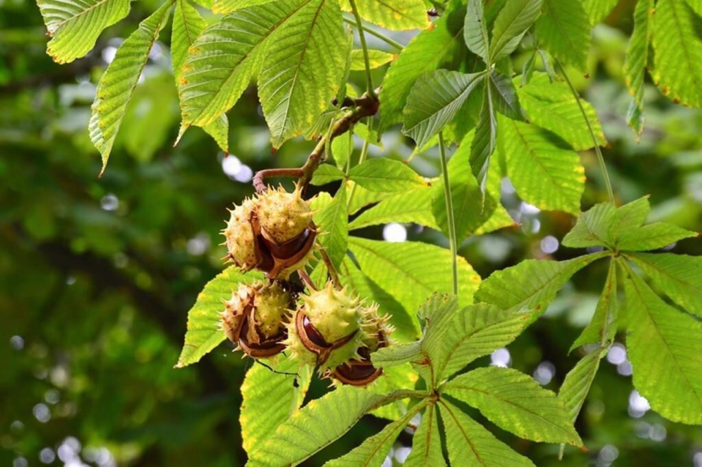 Каштан. Фото используется с сайта vsegda-pomnim.com 