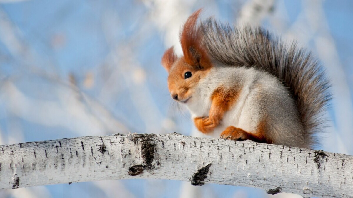     Настоящие морозы придут на тюменскую землю на следующей неделе. По прогнозам синоптиков, в выходные дни температура воздуха составит от 0 до + 3. В понедельник, 14 ноября, столбики термометров покажут -1 — 2 в дневные часы и — 3 — 5 в темное время суток.