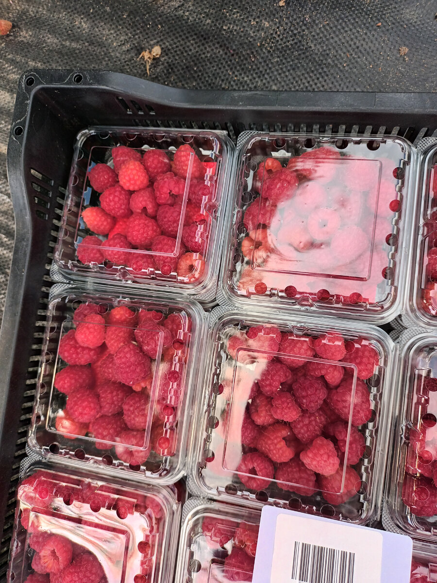 Сбор малины в теплице. С.Петровское Приозерский район Ленинградская обл. Июль 2022г.