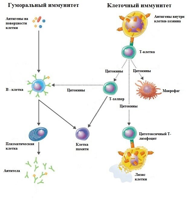 Гуморальный и клеточный иммунитет. 