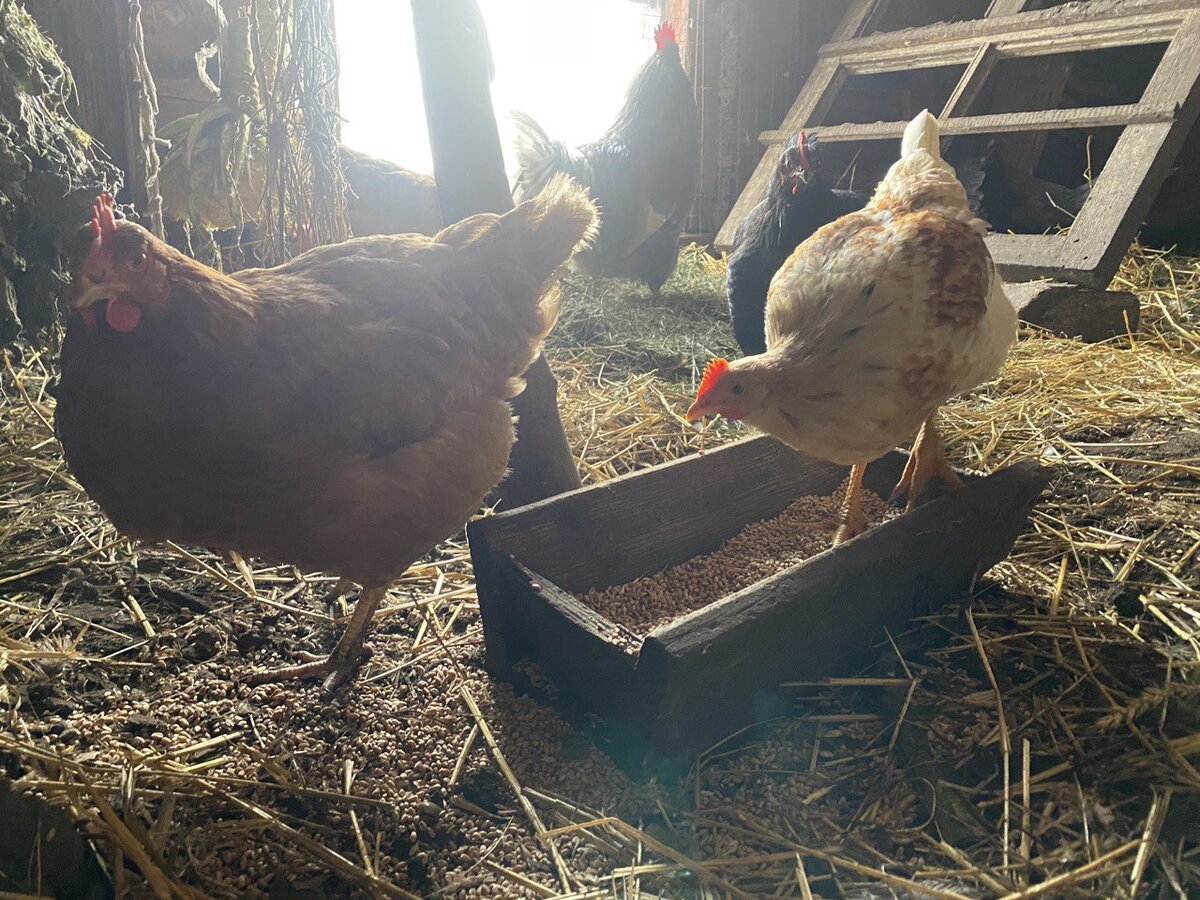 Сухое зерно всегда в свободном доступе у кур. 