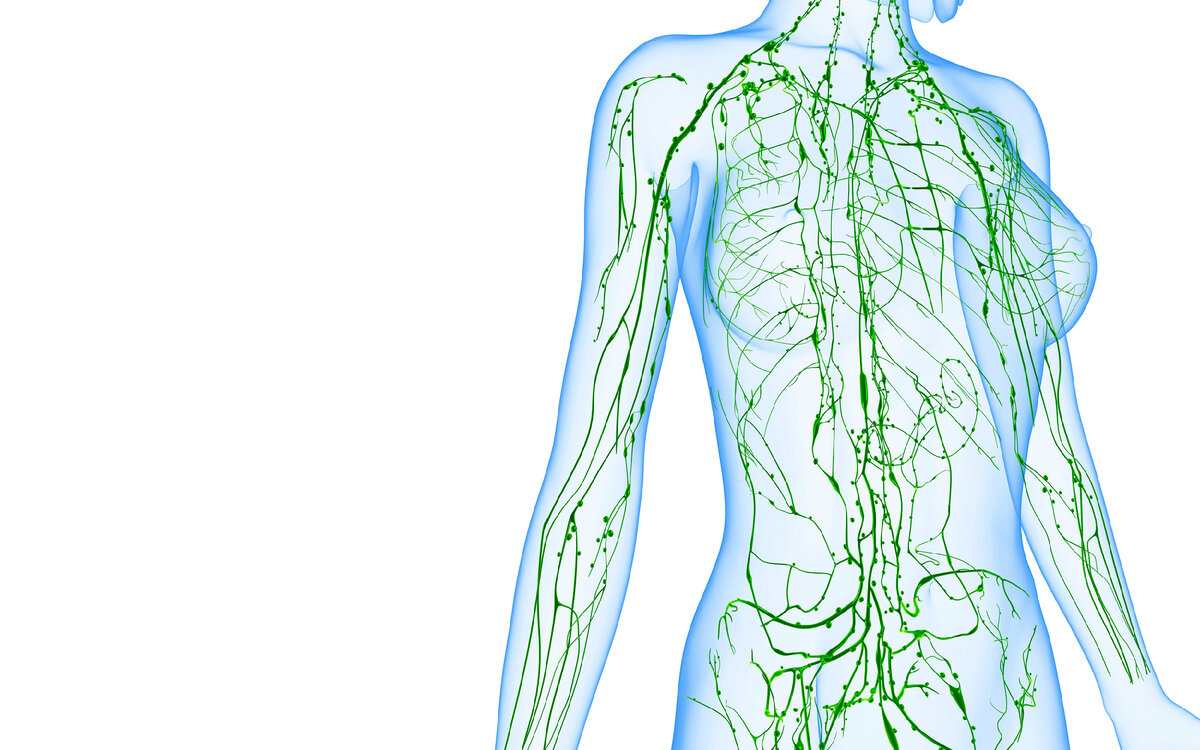 Схема движения лимфы в организме человека рисунок
