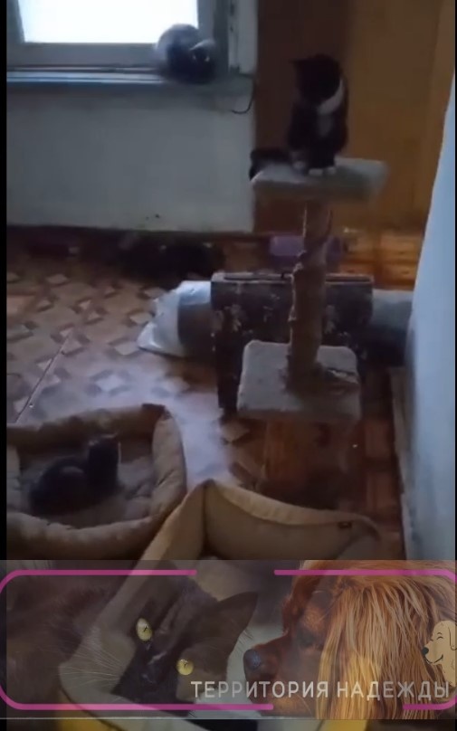 Привыкают к приюту
