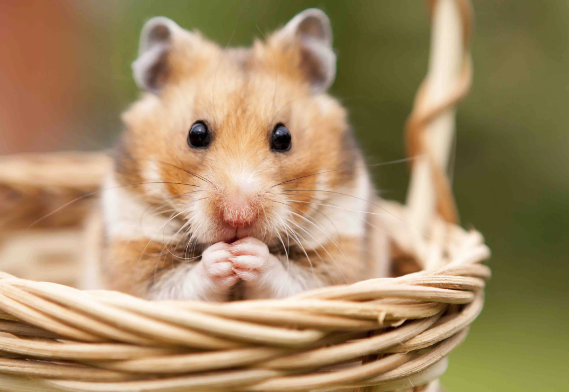 Хомячок в корзинке