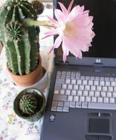 кактус в офисе