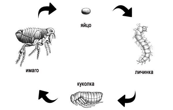 Блоха рисунок строение