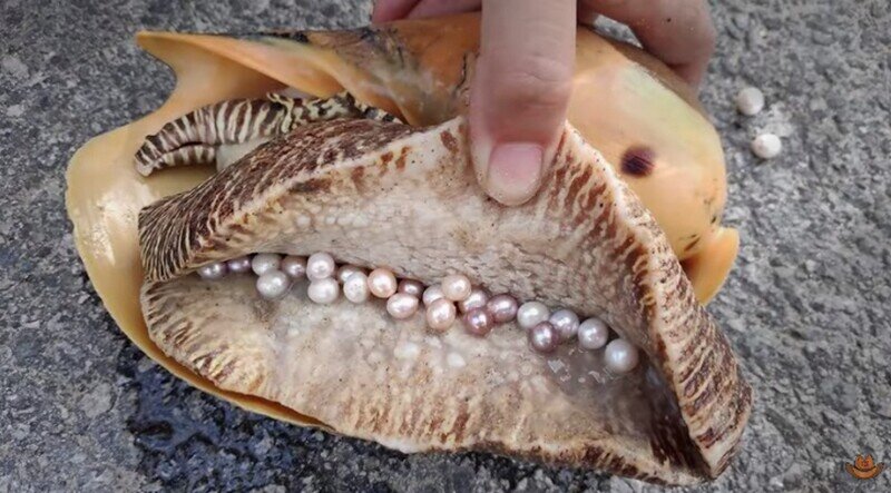    Видео: как добывают жемчуг и какими бывают жемчужины