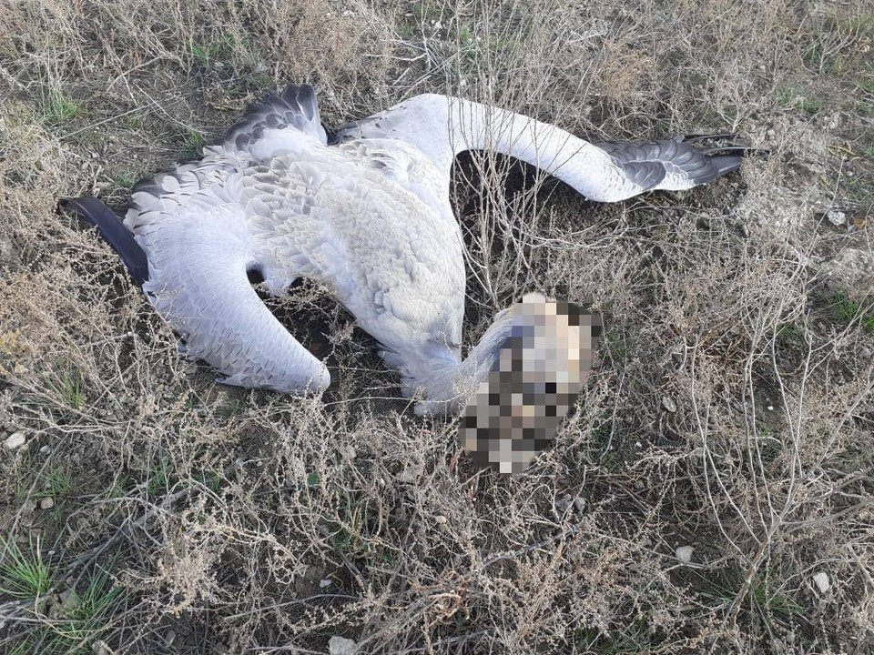     Фото: СУ СКР по СК