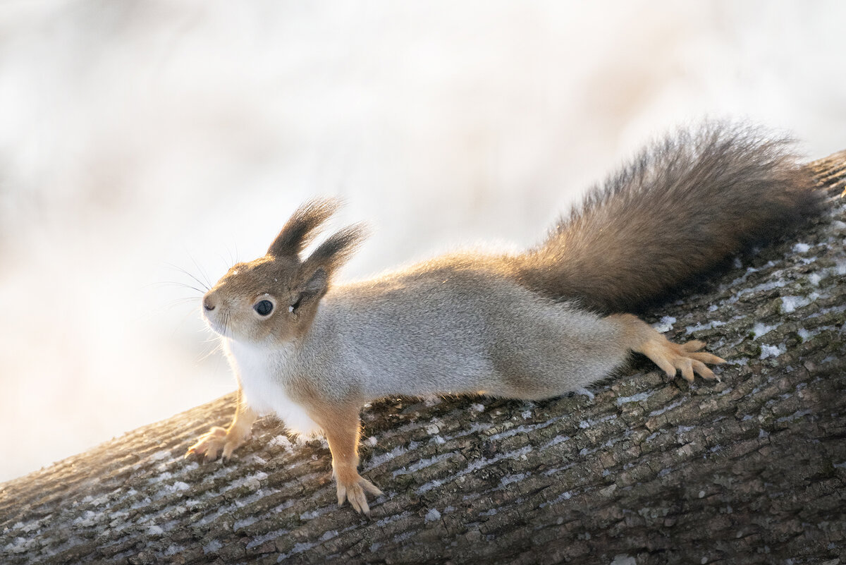 В парках белки подходят довольно близко к человеку, а порой берут корм прямо с рук
