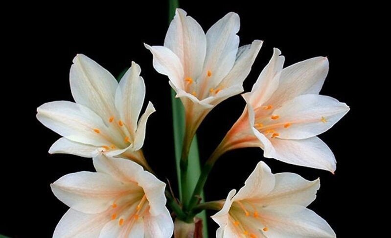 Разнообразие растений семейства Амариллисовых