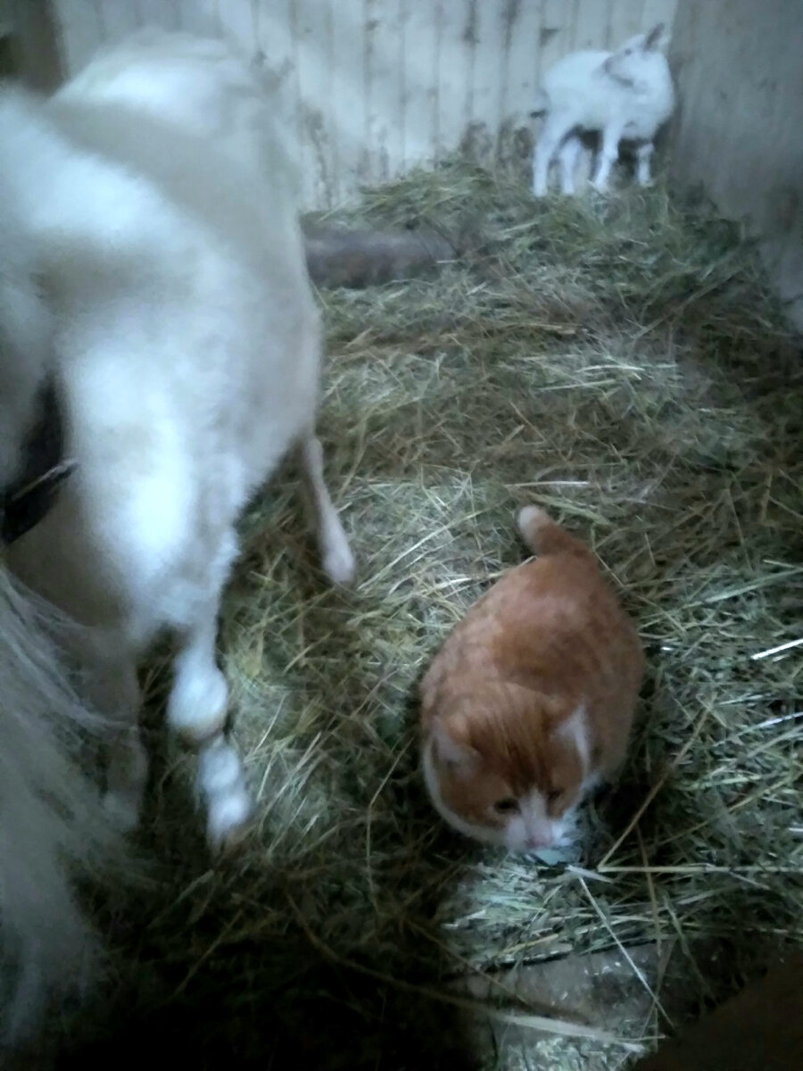 Один из рыжих на посту...