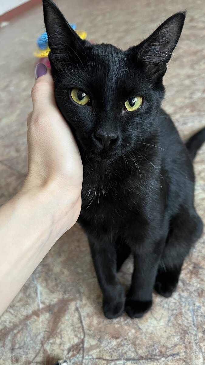 Котенок  Тема 🖤