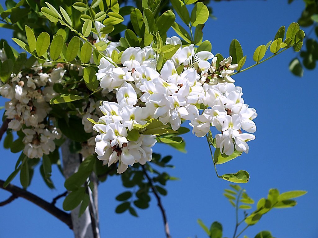 Белая акация. Душистая