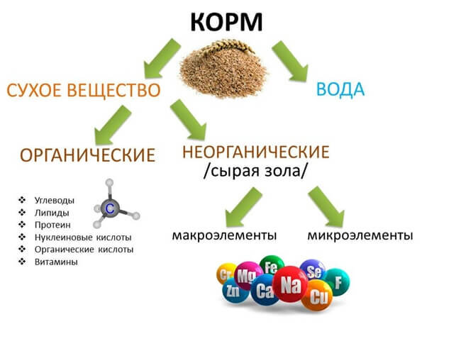 Сухая органика. Схема химического состава кормов. Схема химического состава кормов животных. Составьте схему химического состава кормов.. Из чего состоит сухое вещество кормов.