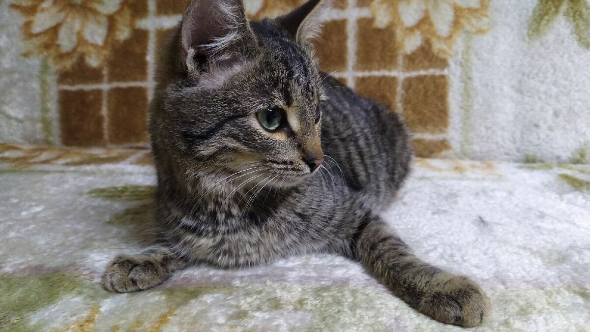     Нижегородка Анастасия Федорычева спасла и вернула домой кота, который замерзал на трассе в канун Нового года. Животное сбежало из своего дома и чуть не погибло. Историей девушка поделилась с корреспондентом NewsNN.