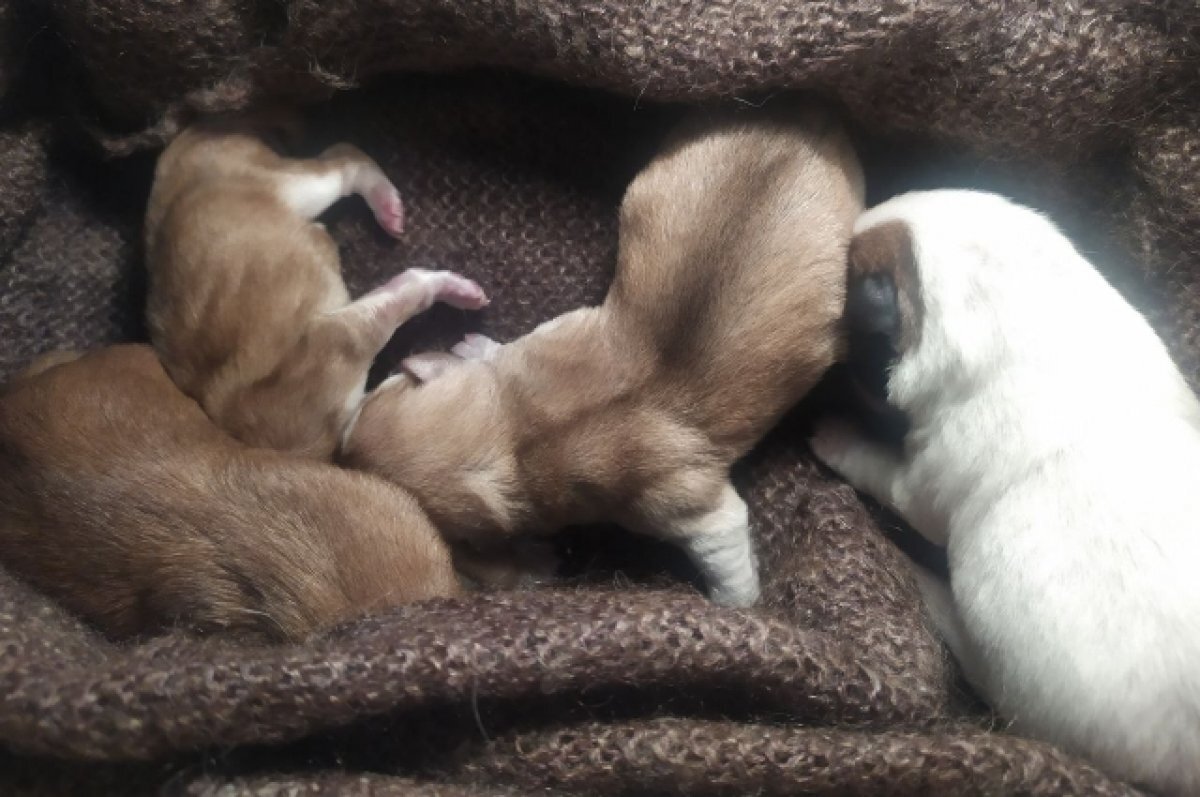    Горнолыжники из Перми спасли щенков, застрявших под снегом в Губахе