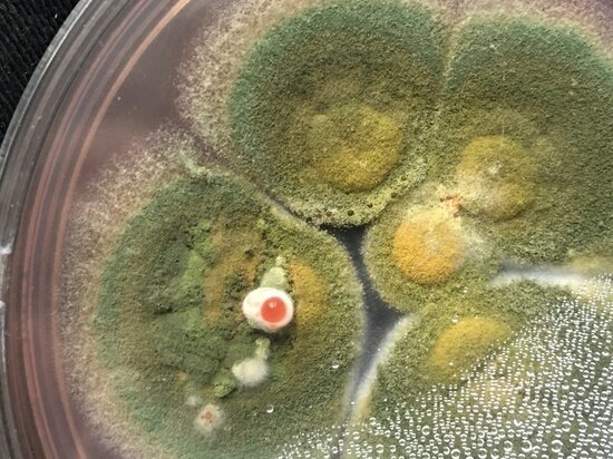     Aspergillus versicolor STG-25G. Фото: Александр Жгун.
