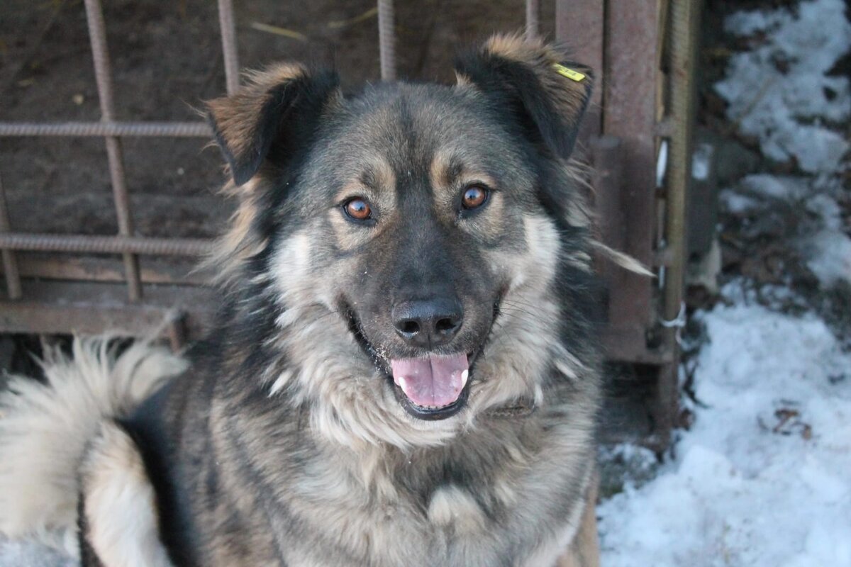 Добрейший Малыш хочет домой!