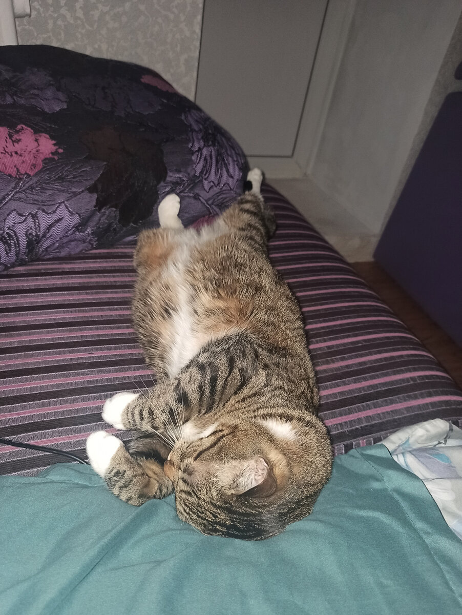 Котик сладко спит) 