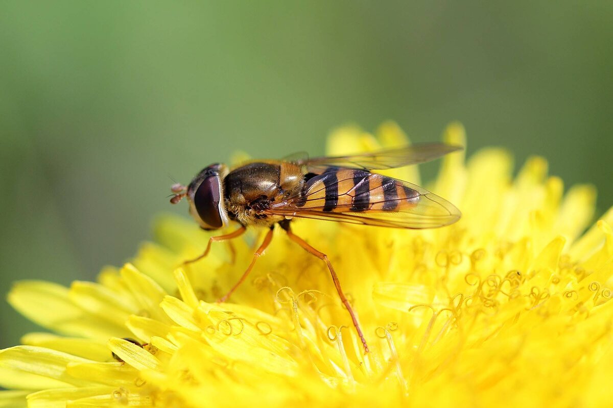 Муха-журчалка