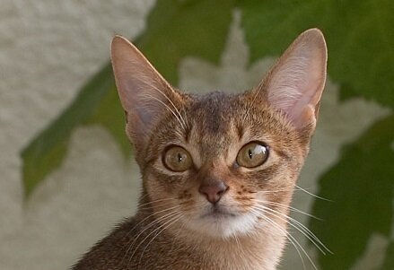 Свидетель Мурзик. Фото: wikipedia.org