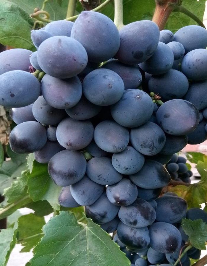 Сорта винограда для Псковской области названия, фото, описание