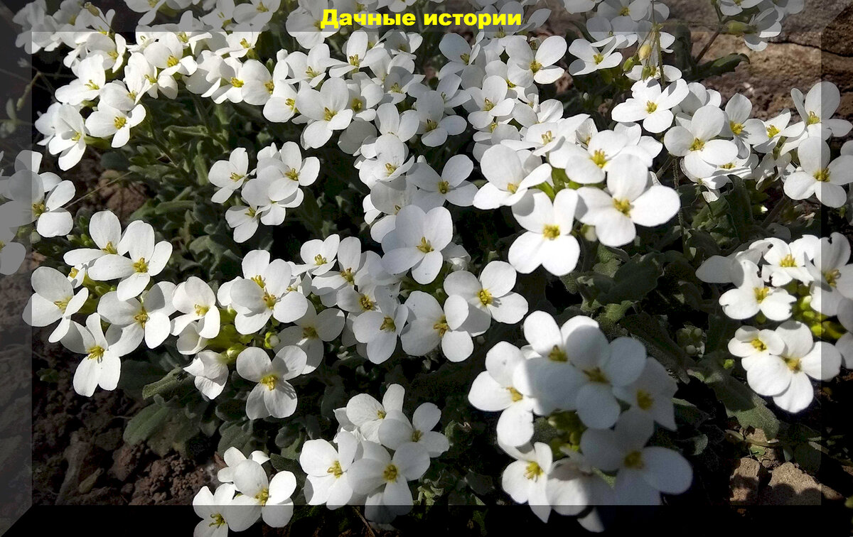 https://vk.com/photo-159774511_457257925. Арабис Альпийский "Резуха"
