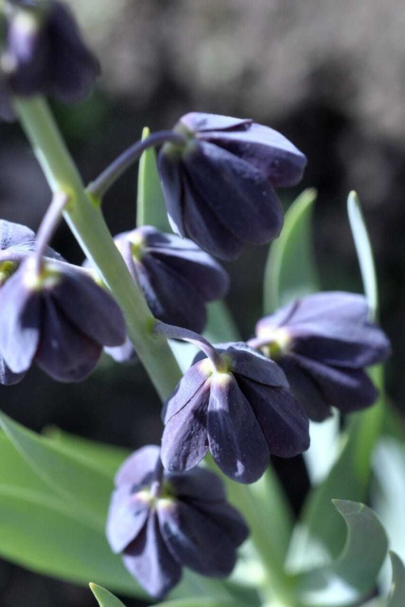    Персидский рябчик