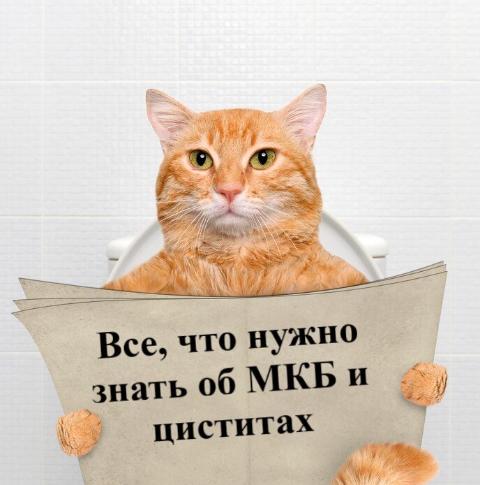 Частое мочеиспускание у кошек