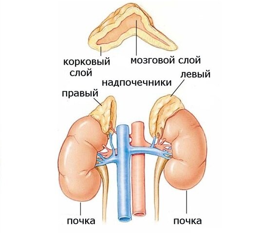 Надпочечники где находятся у человека картинка