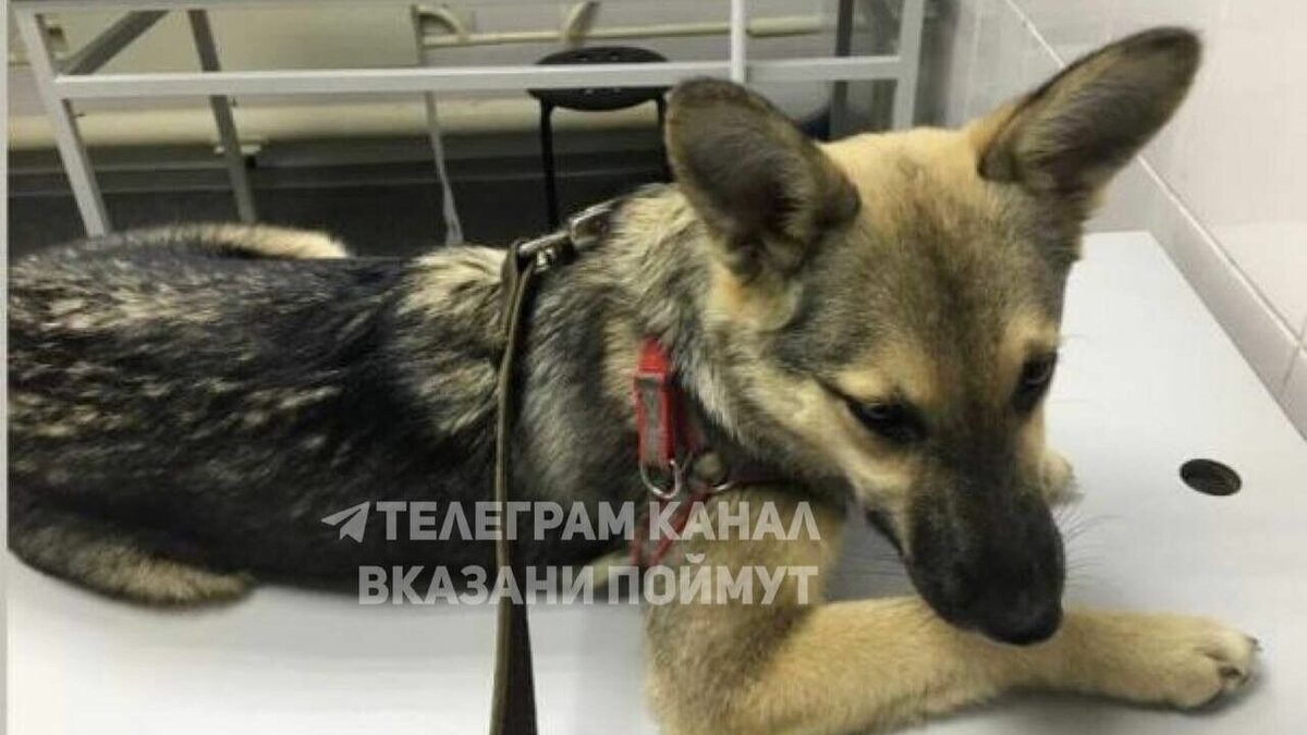     В Казани слепая женщина потеряла свою собаку-поводыря. Животное испугалось салюта и убежало еще 4 января. Об этом стало известно Telegram-каналу «В Казани Поймут».