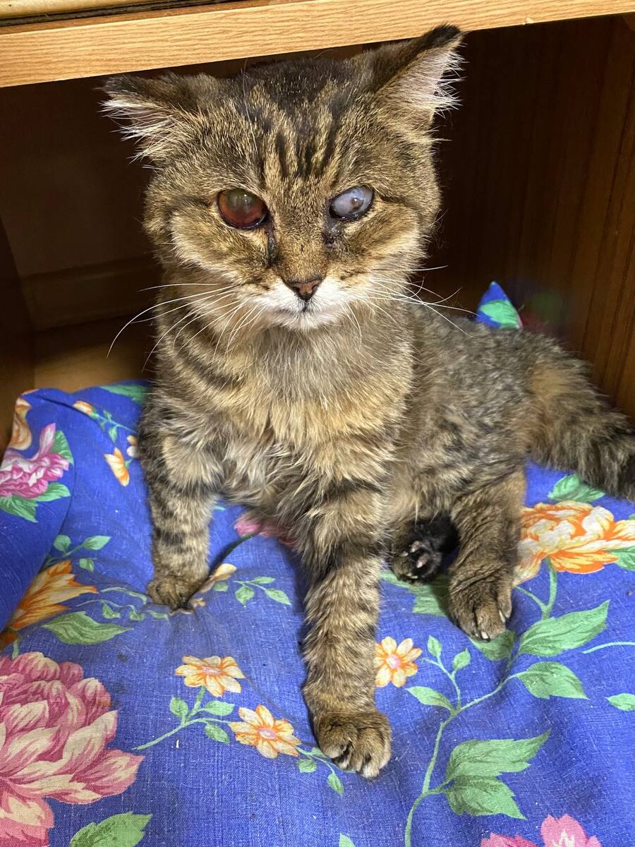 Шульц - это кот, у которого из двух глаз осталось половина. И та даёт сбои. Но он не унывает. 