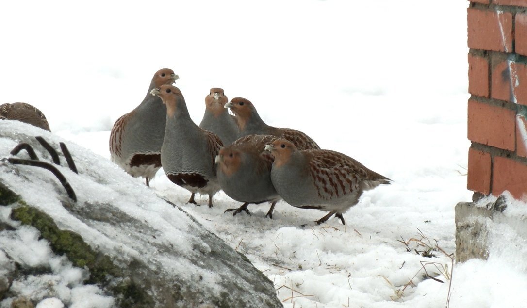 Фото: Павел Глазков / «Каждой твари по паре»