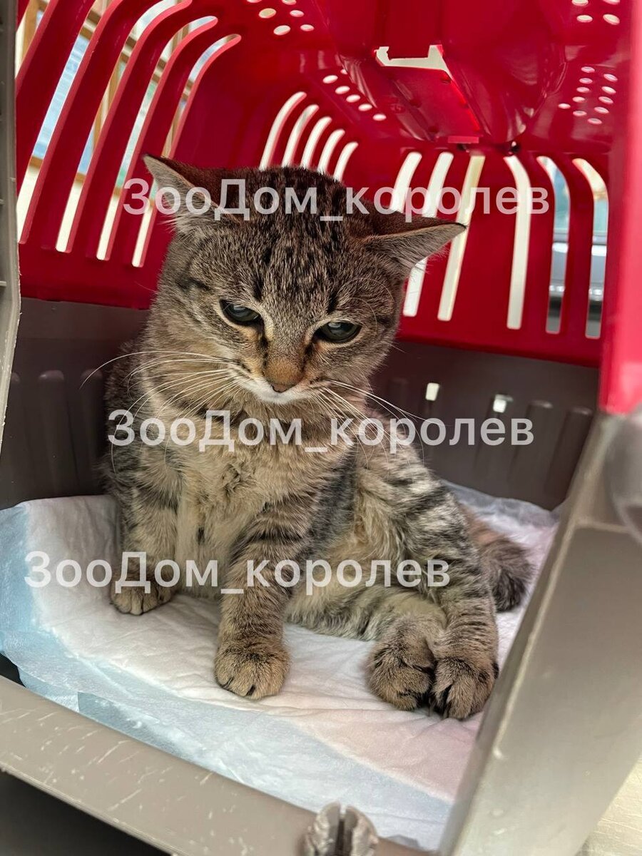 Наши подопечные не любят ездить к доктору, но часто это просто необходимо