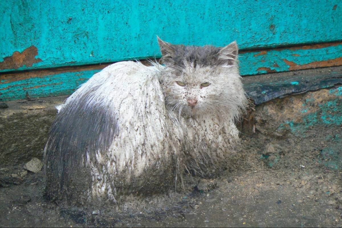 Яндекс. Картинки.