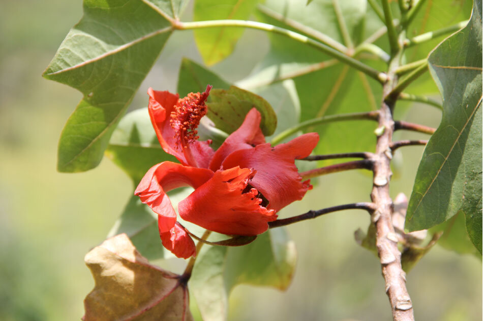 Дерево Кокия Кука и Kokia kauaiensis.