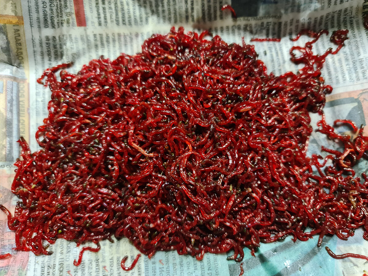 Свеже промытый мотыль.