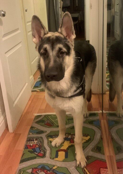 И персидские ковры по всей квартире - чтоб лапы не скользили. Или копыта...