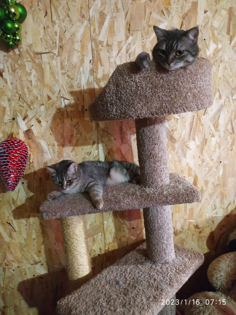 Барсик и Маруся