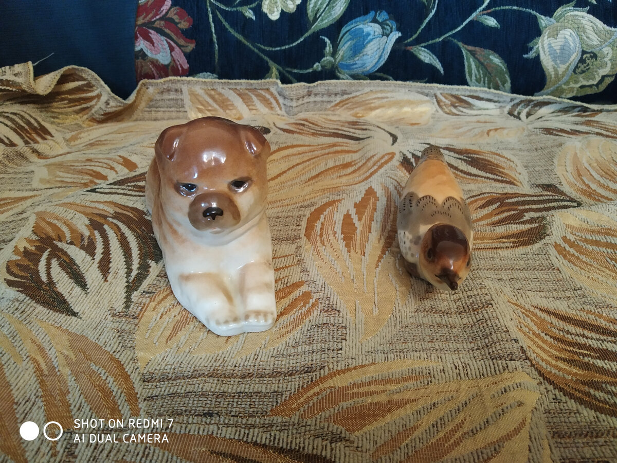 Чау-чау, птенец